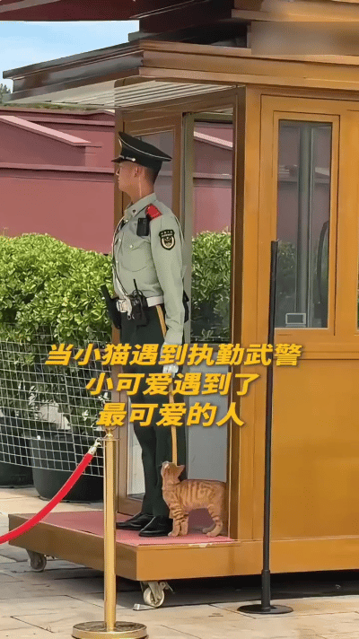 庄严岗哨藏温柔，天安门小猫与执勤战士的这一幕，看过的人都说心里暖暖的。
 
在北