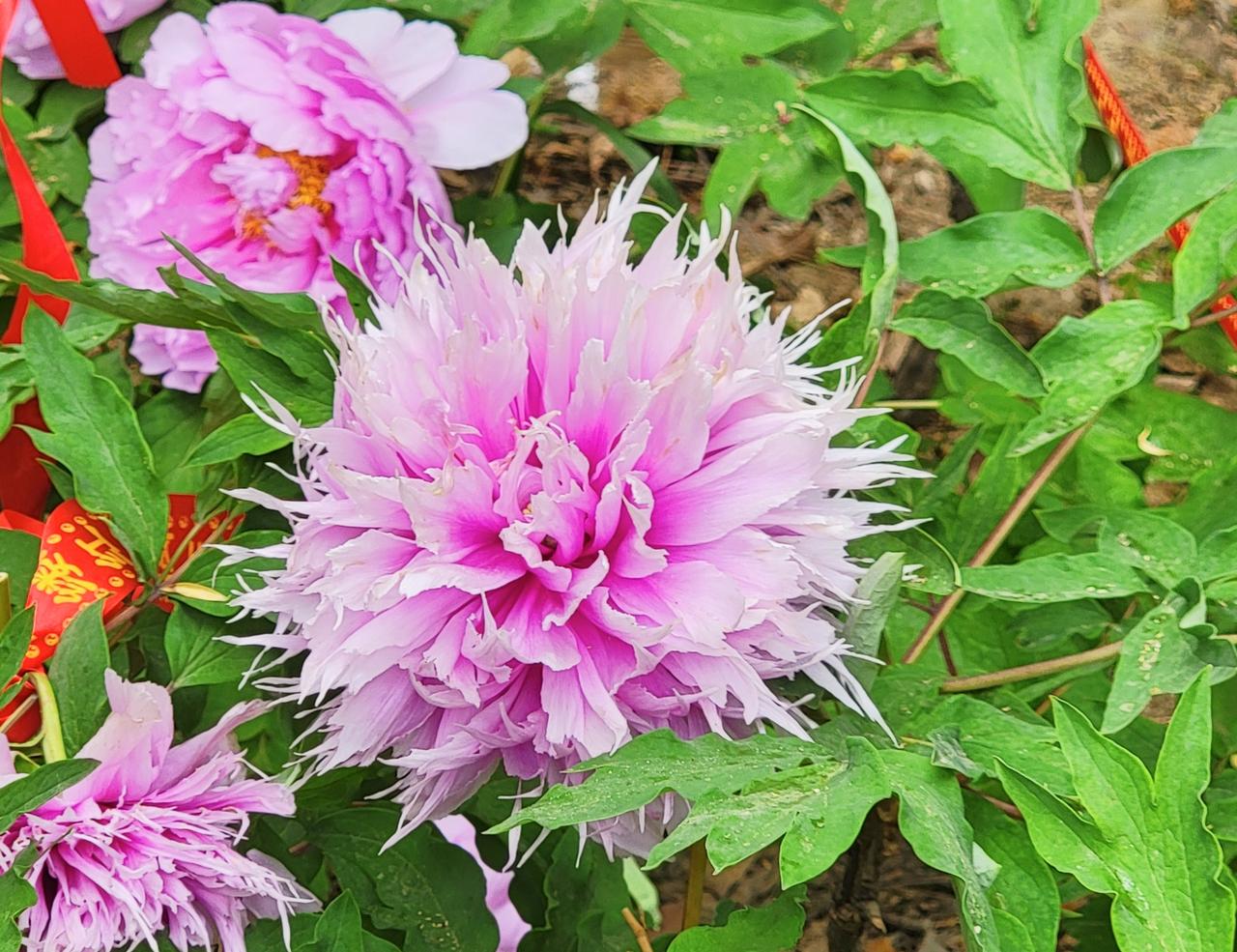 你们有没有好看的图片粉玉流苏是河北省邢台市柏乡汉牡丹园依托千年汉牡丹的种质资源，