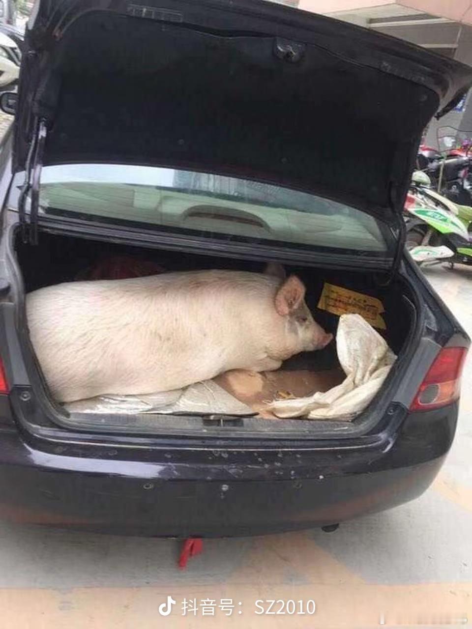 过年回老家，老妈让你带了什么好吃的回城里？这是最夸张的