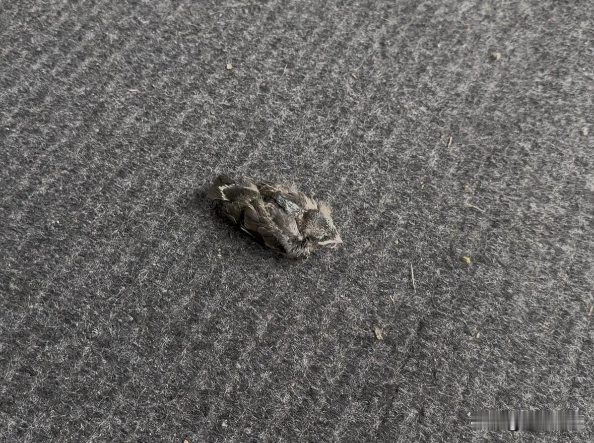 牙周炎第二次刮治结束5天了，天天狂补VC和VB，今天终于感觉所有的牙龈红肿和溃疡