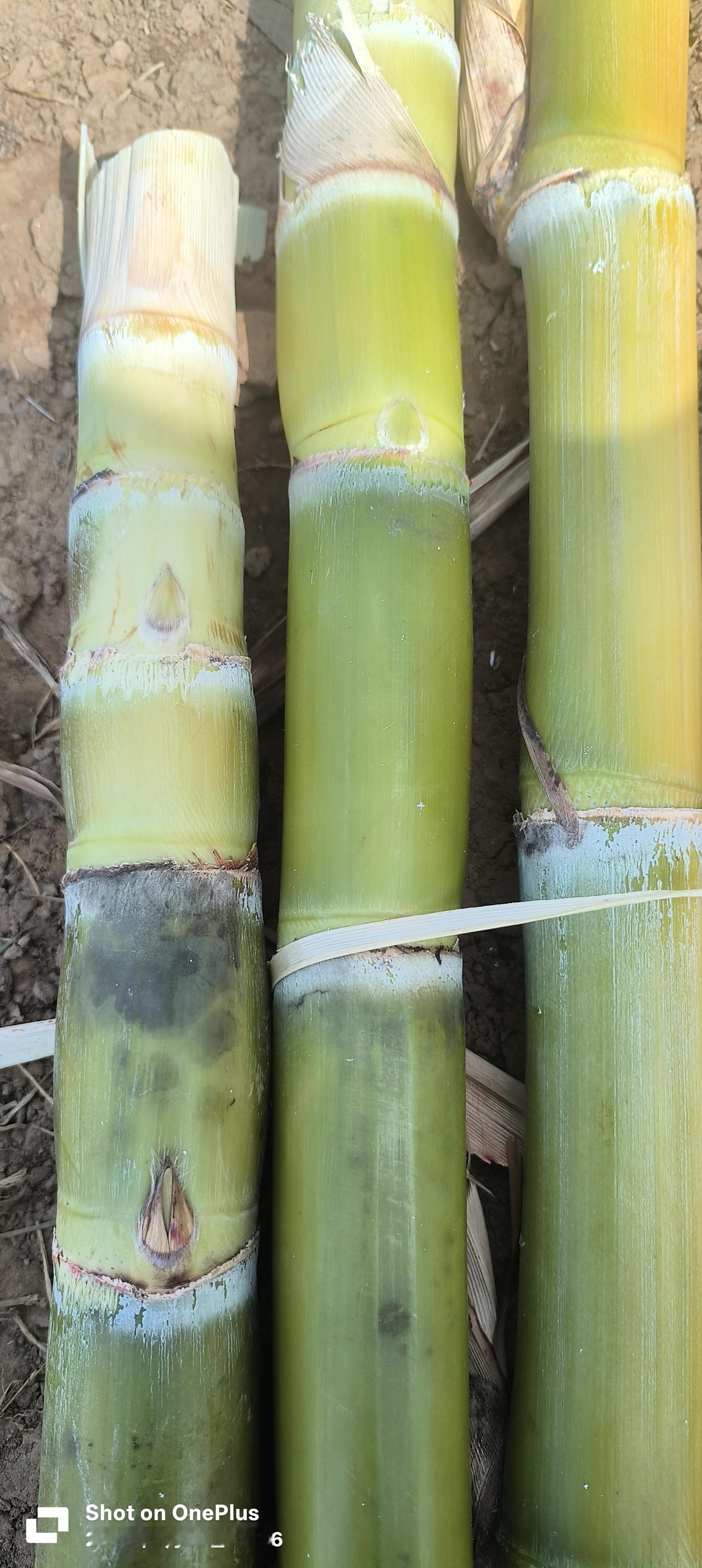 二月二龙抬头，在这个春天的日子里，买了20节水果甘蔗种苗，期待秋天的收获，愿我们