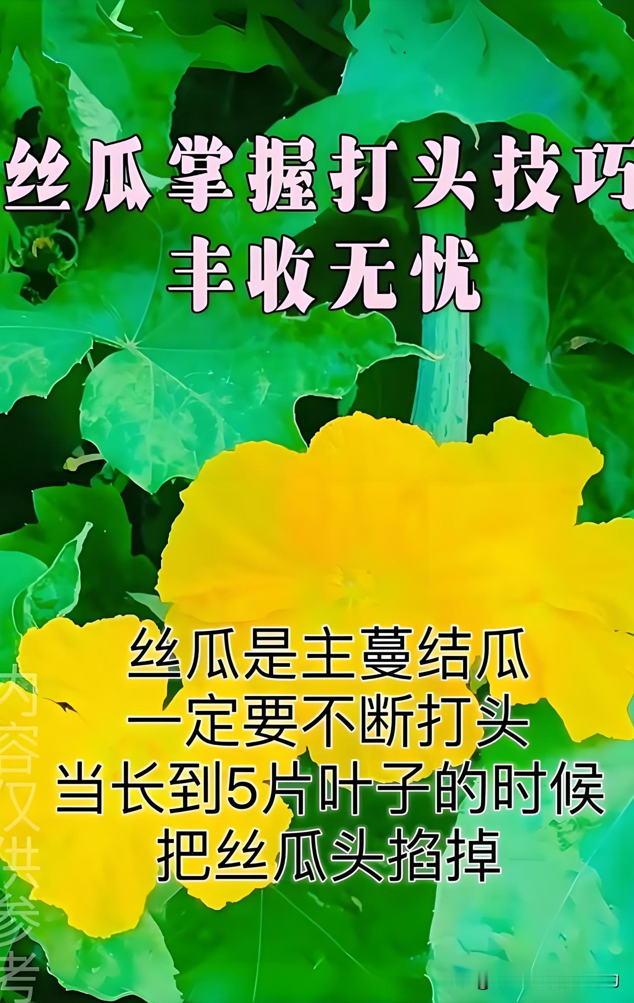给你整3种丝瓜整枝掐头法，我最爱第二种！
 
方法一：丝瓜长到6片叶，把顶头打掉