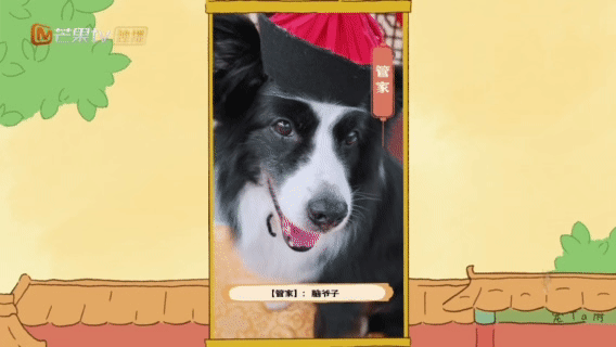 起猛了看到猫狗演短剧了居然看见猫猫狗狗演宅斗剧，龙虾变美人斗夫人、铁柱当霸道老爷