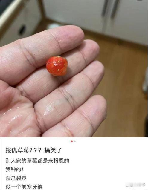第一批被草莓“报复”的网友已上线！好多人跟风阳台种草莓，想实现草莓自由，结果全翻