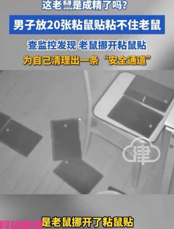 安徽有男子发现家里有老鼠，于是动用了二十张粘鼠贴围堵，结果还是没有黏住老鼠，男子