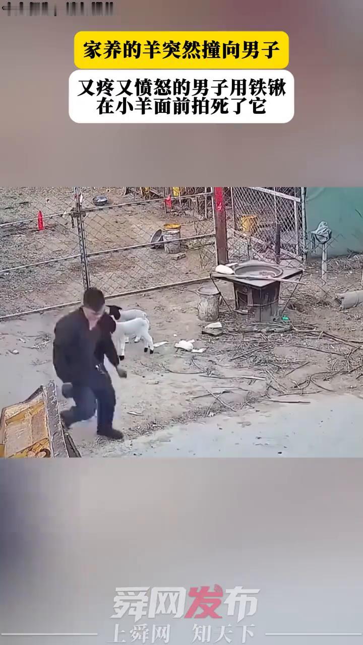 家养的羊突然撞向男子，又疼又愤怒的男子用铁锹在小羊面前拍死了它。
舜网发布。
上