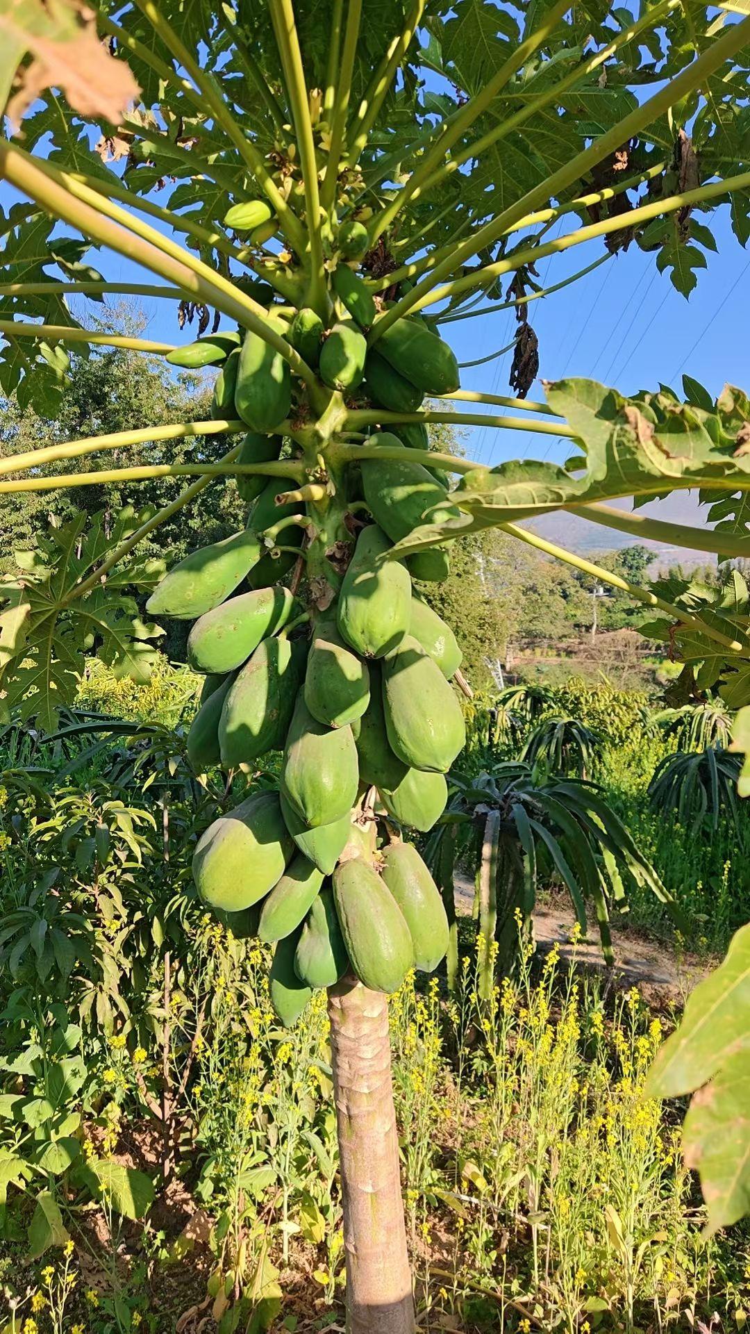 分享一张你手机里的树非常喜欢这张照片，拍摄于云南西双版纳热带雨林城市景洪市。