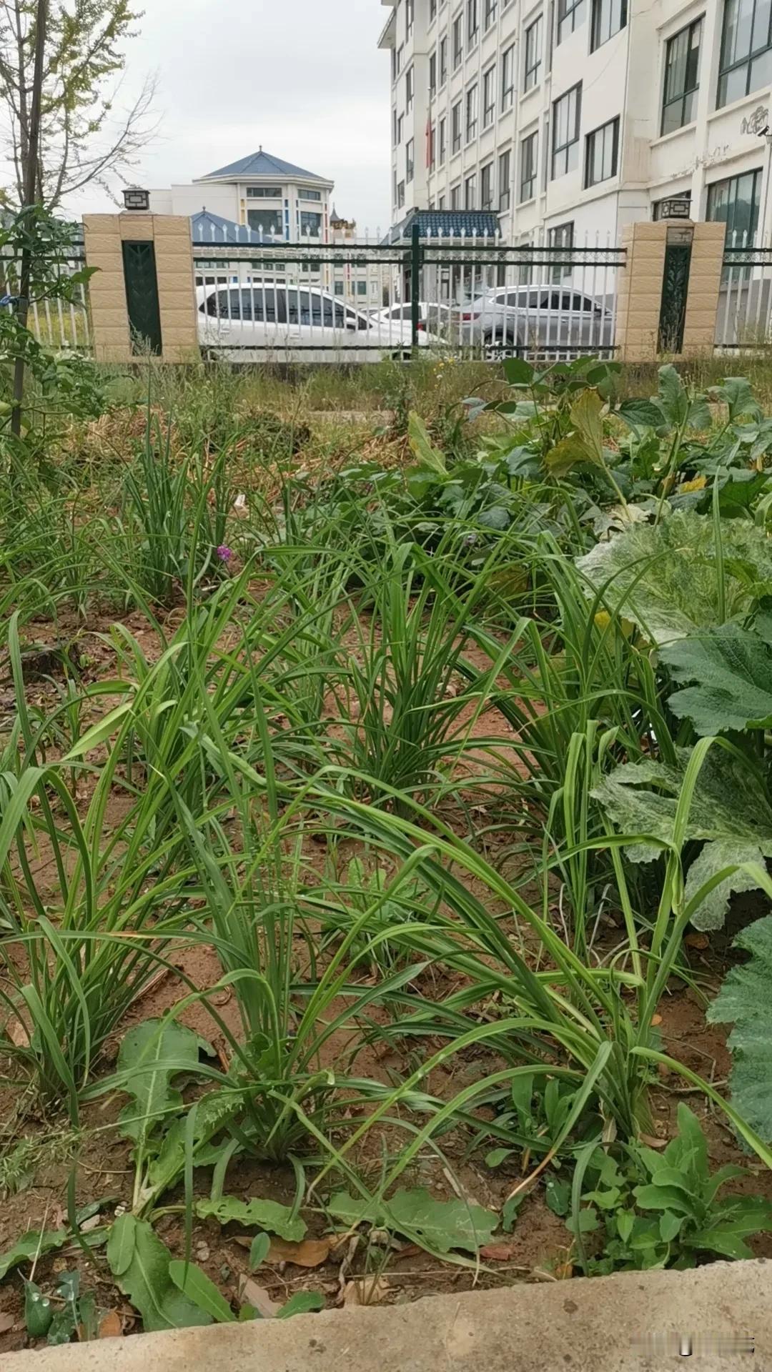 学校里最没用的职务是副校长，大多数学校里的副校长虽然起着承上启下、包级管理的作用
