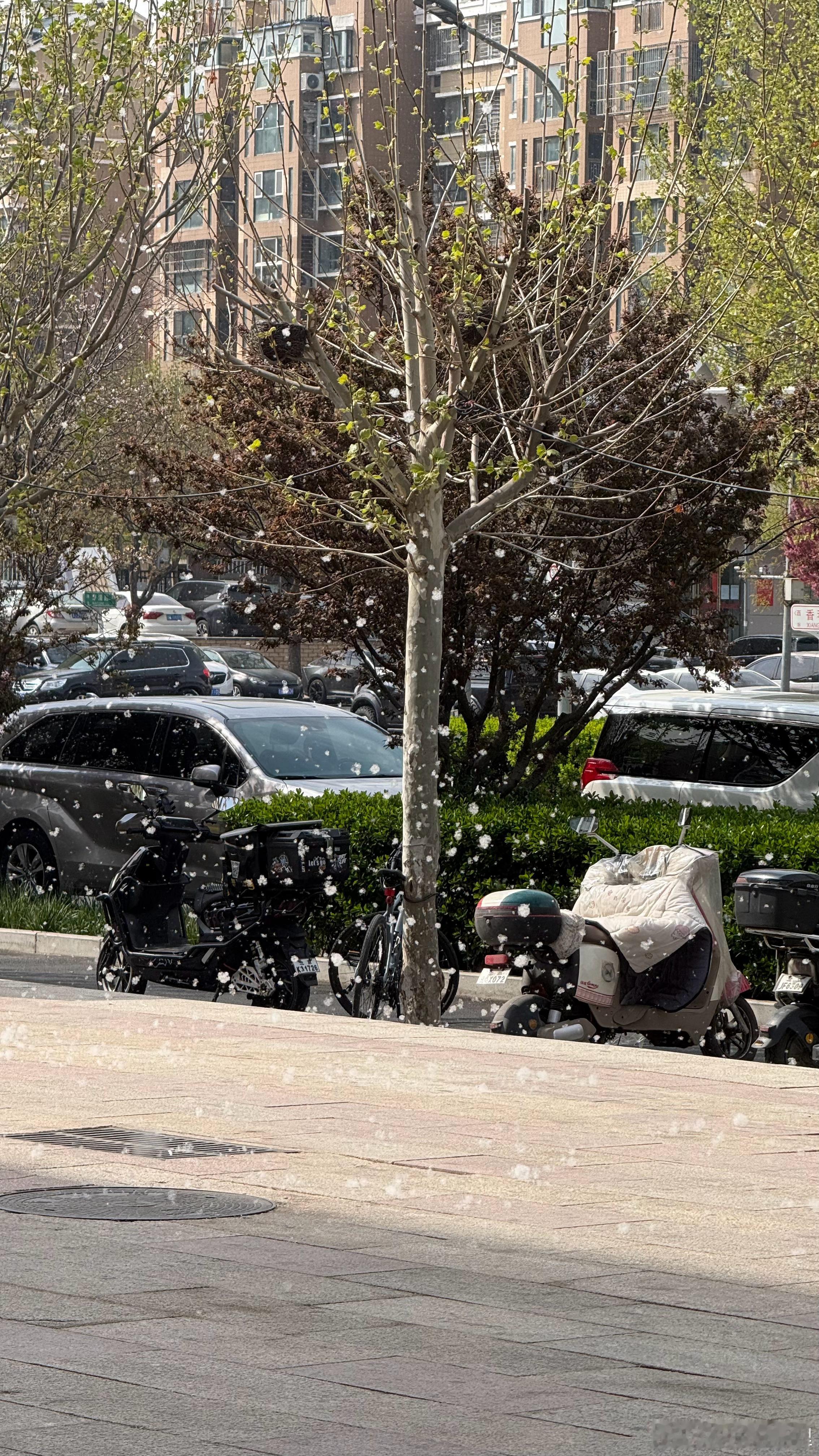 每个春天，北京城的礼物如期而至，不管你是否愿意，你都必须拥她入怀，不离不弃…… 