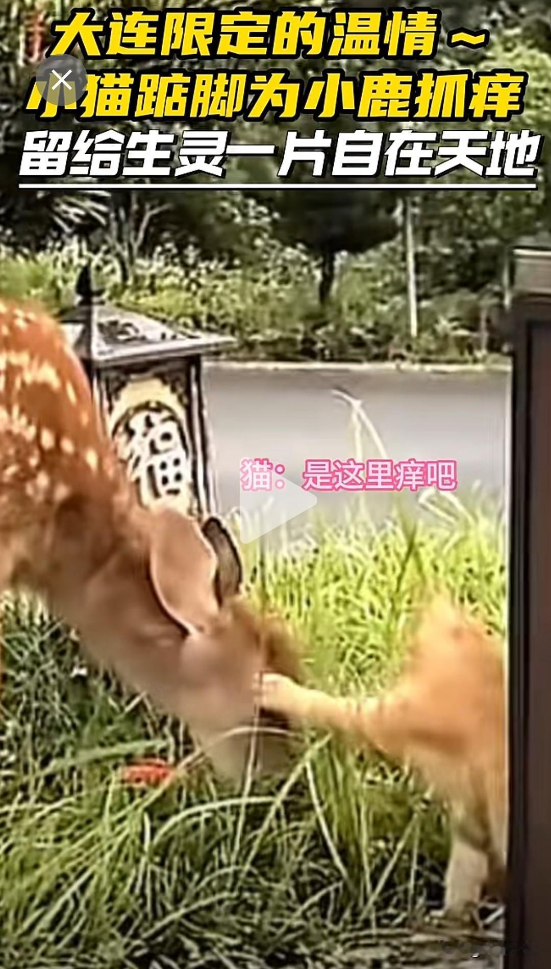 这是专属于大连的温馨一幕！大连滨海路活爹被小奶猫挠痒痒🦌
谁能想到！大连滨海路