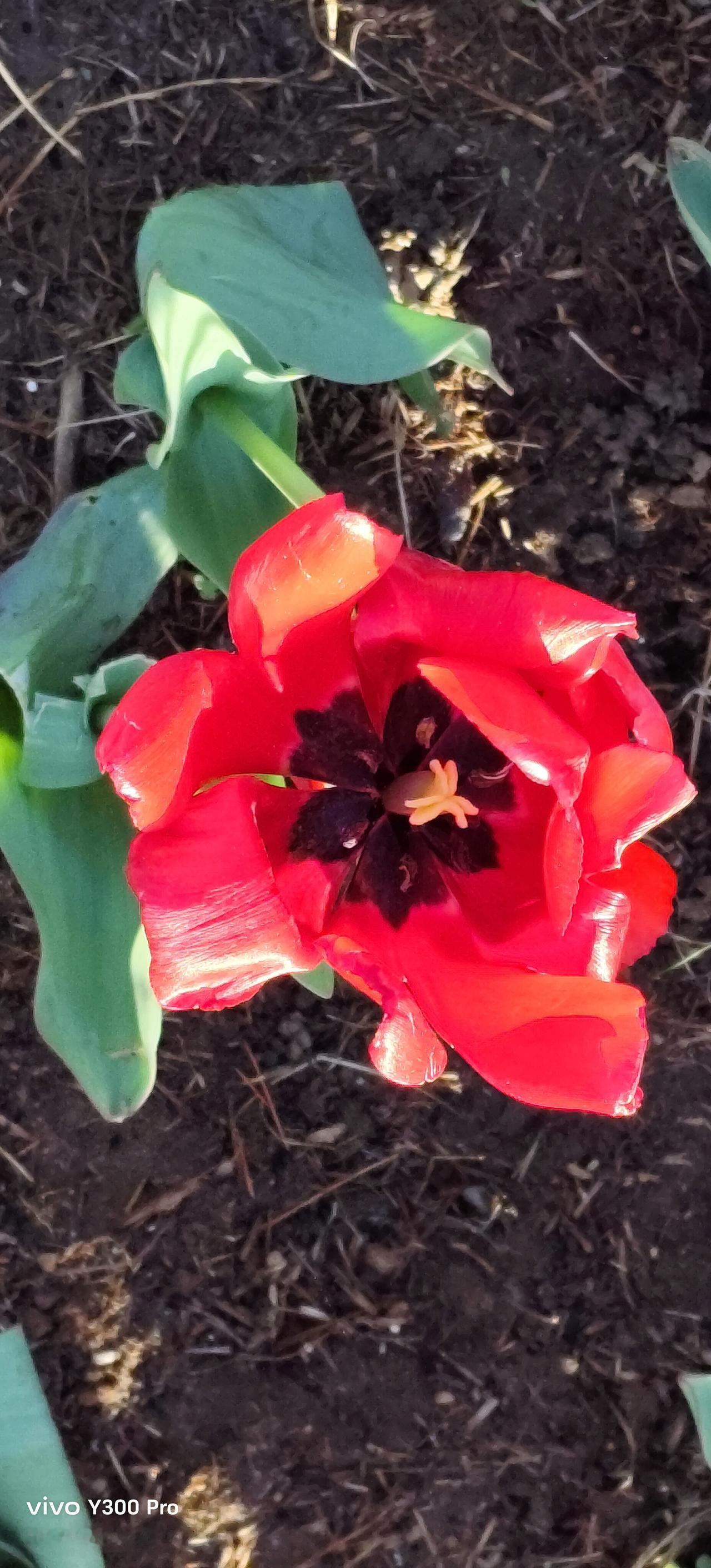 《春日》
【宋·朱熹】 
胜日寻芳泗水滨，
无边光景一时新。
等闲识得东风面，