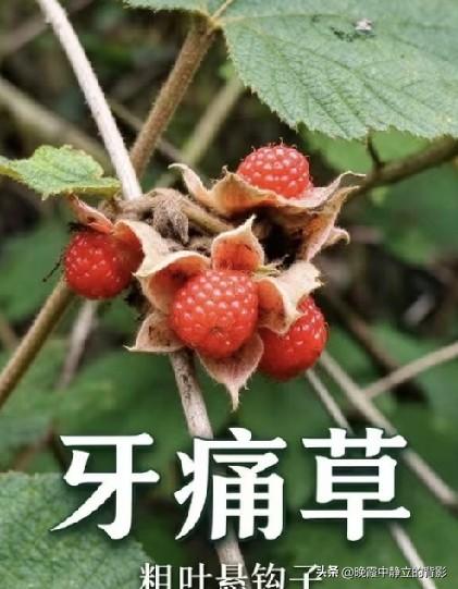 它叫牙痛草，学名粗叶悬钩子，红果子看着诱人。民间说它有止痛用处，但千万不要自行采