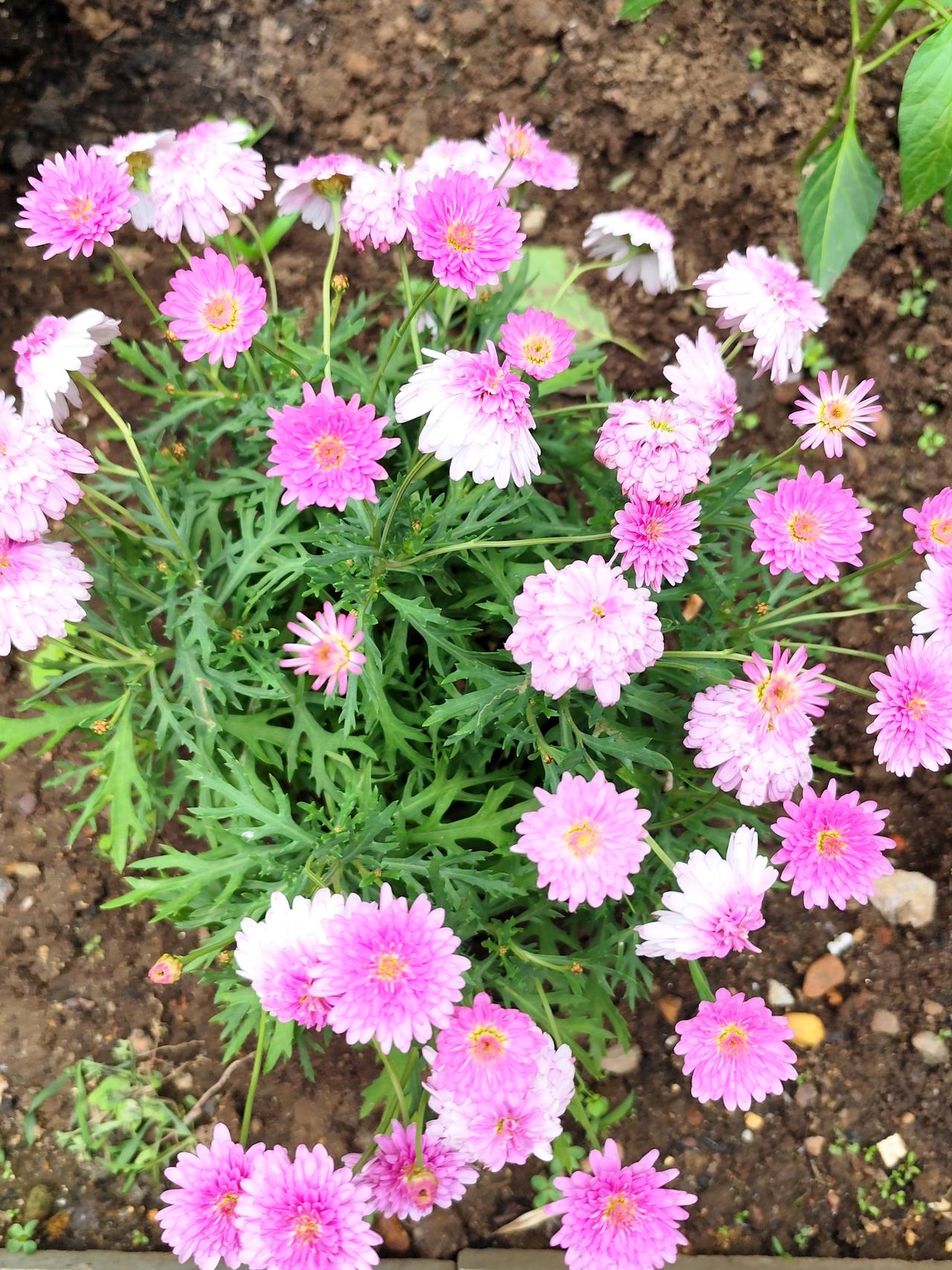 多姿多彩的玛格丽特花
    玛格丽特花又称木春菊、法兰西菊等，花色丰富，清新淡