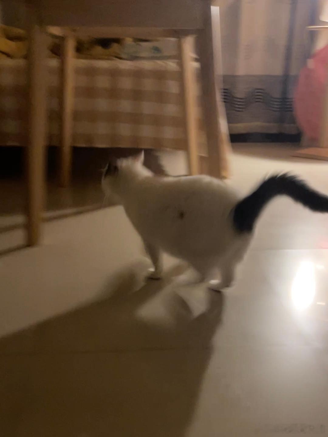 昨天半夜听到豚豚在扒拉猫砂盆，然后裤裤跑，过了一会我就迷迷糊糊闻到屎臭味，新鲜的