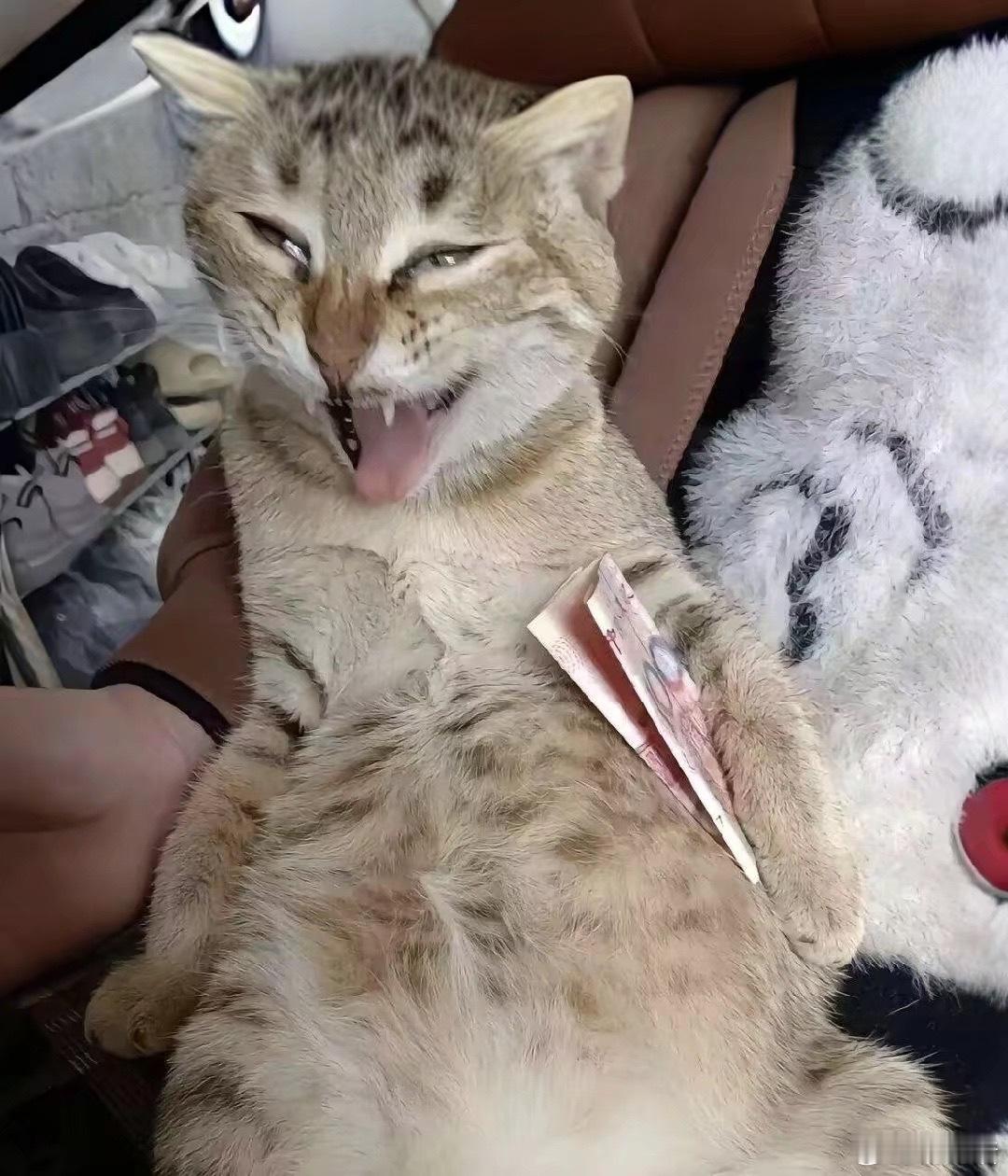 好久没见过这么纯粹的丑猫了 