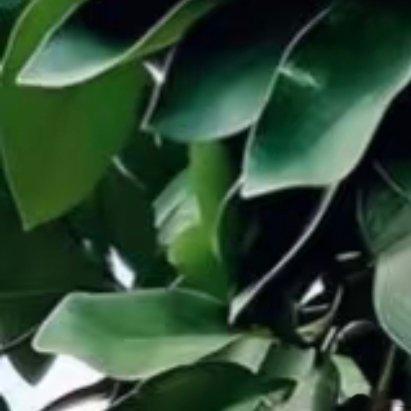 0000墨雨纪 柚子种植教程1.温度和土壤要求：最适合温度是16-22度。栽种需