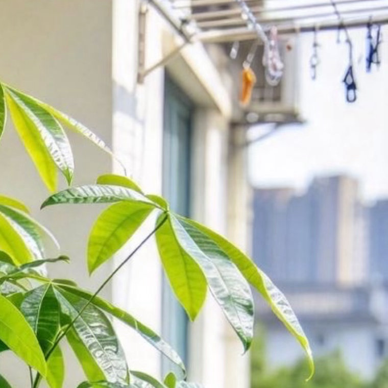 0000sry今晚种什么 发财树种植方法土壤选择• 选用疏松肥沃、排水良好的微酸