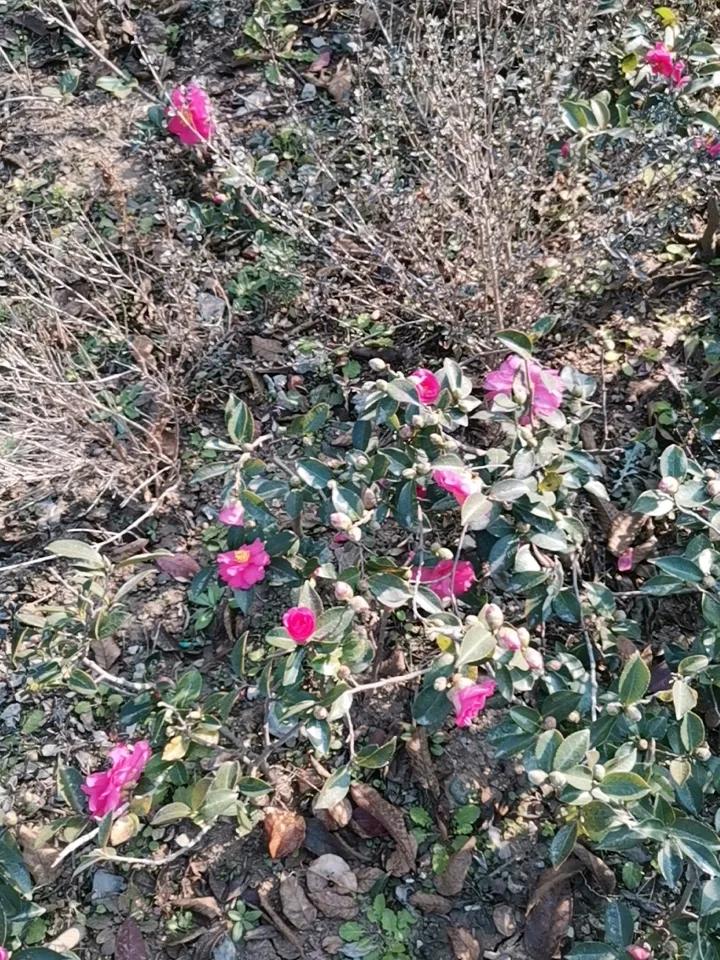 “年年岁岁花相似、岁岁年年人不同”，人呐，还不如花。
你信吗？
人类，大都看似风