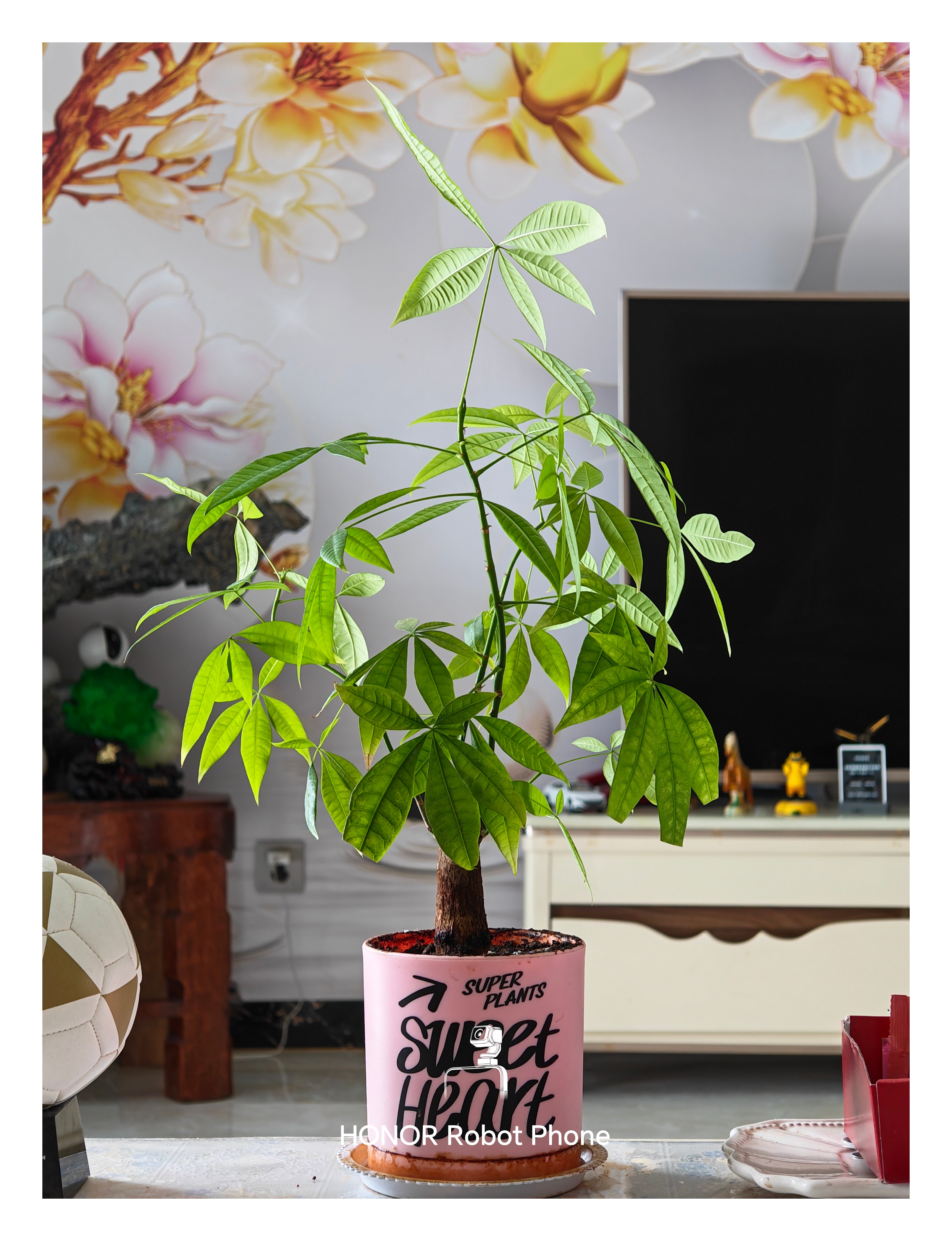 「财圆滚滚」发财树来到家里快两年了~生长的还不错嘛！当时是荣耀Magic7系列的