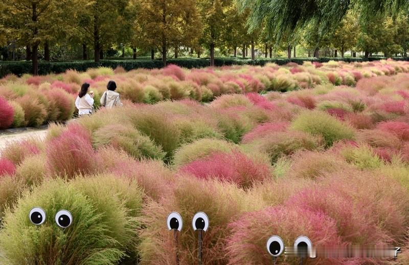 一张图证明秋天来了 秋天来了，那景象可太有辨识度了。就拿我拍的这张图来说，画面里