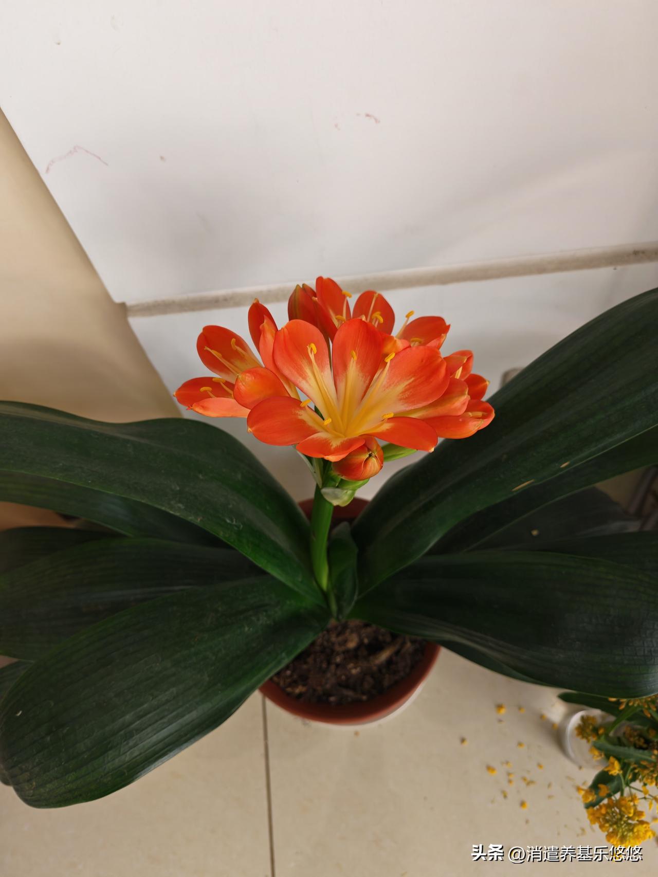 室内养的君子兰开花了，共有8个花蕾依次开放，这棵君子兰已经养了三年了，大花君子兰