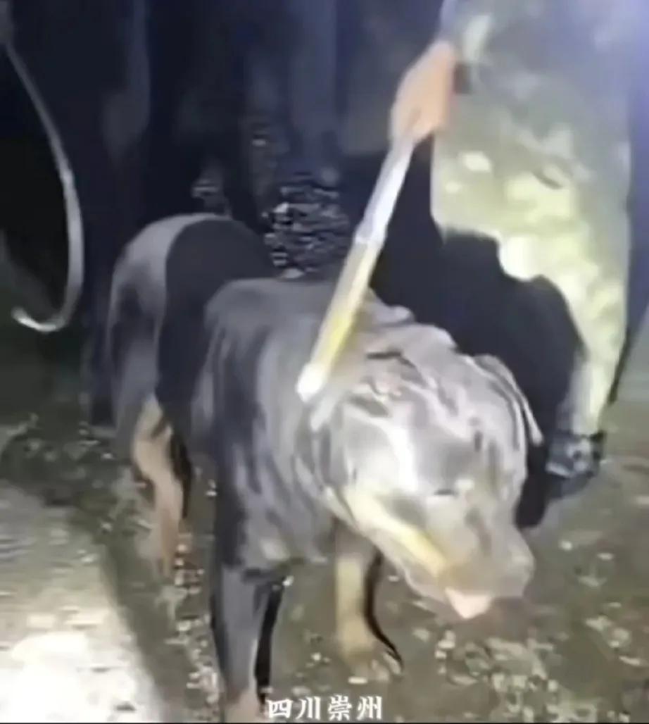 黑色狗的主人终于找到了，已经采取刑事强制措施，即便是孩子母亲拼命的阻拦，保洁阿姨