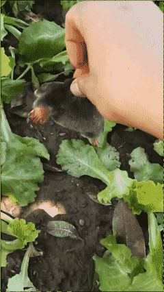 看看什么才是真正的土行孙！[泣不成声]