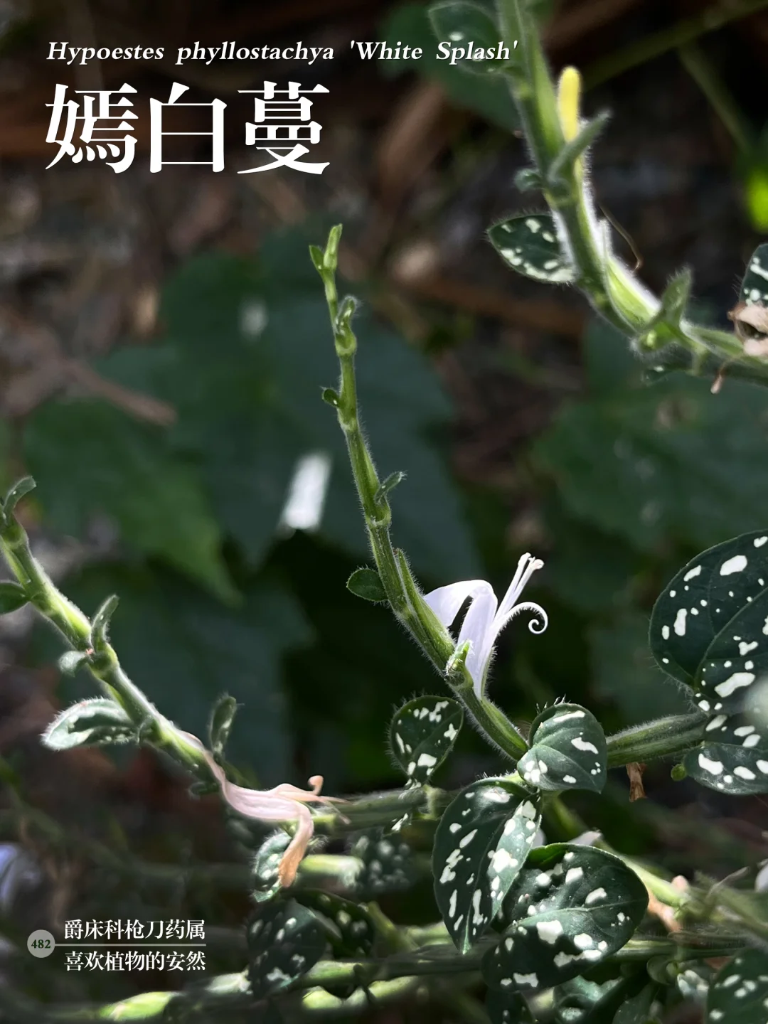 福州植物打标482 ｜ 嫣白蔓