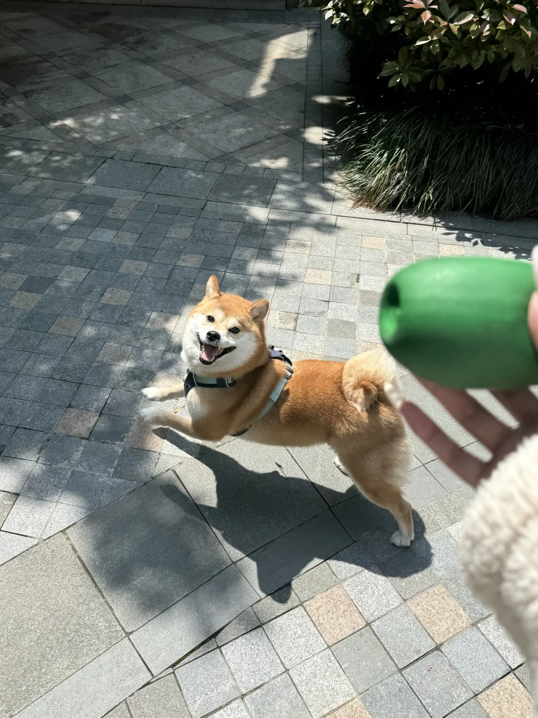 阳光！小狗！草地！