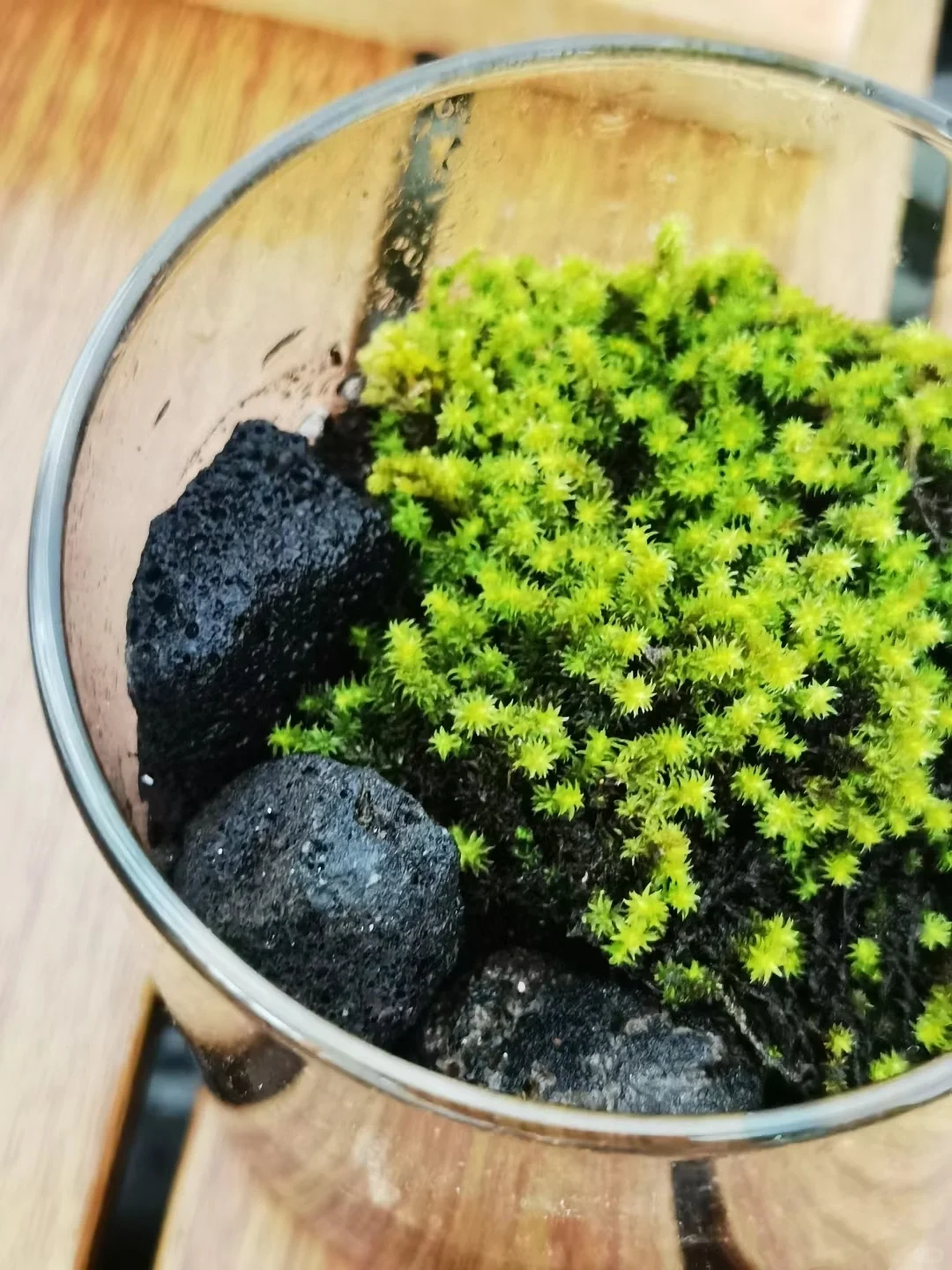 适合阴天背光养的苔藓森林！