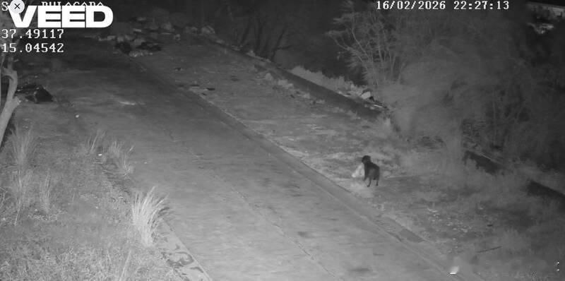 西西里男子训练宠物狗乱扔垃圾 仍难逃监控抓拍海外新鲜事ai热点共创计划 意大利西