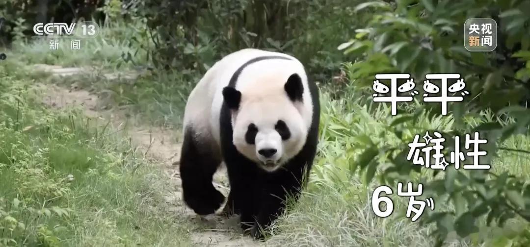 虚假的和平使者：和平鸽真实的和平使者：大熊猫🐼美国又有大熊猫了！ ​​​