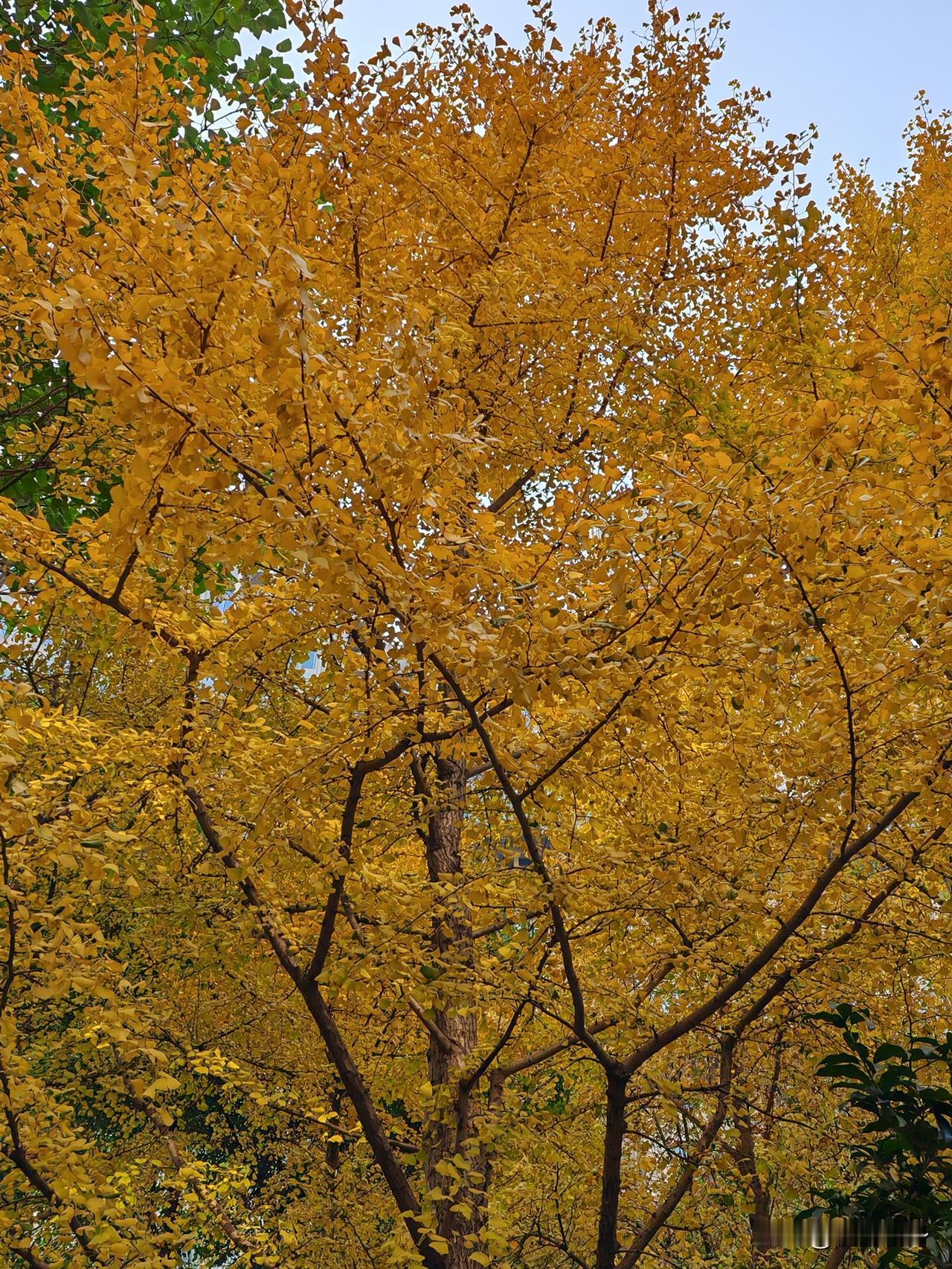 初冬的魔都，窝家里还没有感觉到有多冷，阳台每天有太阳光顾，晒的暖洋洋的，也没感觉