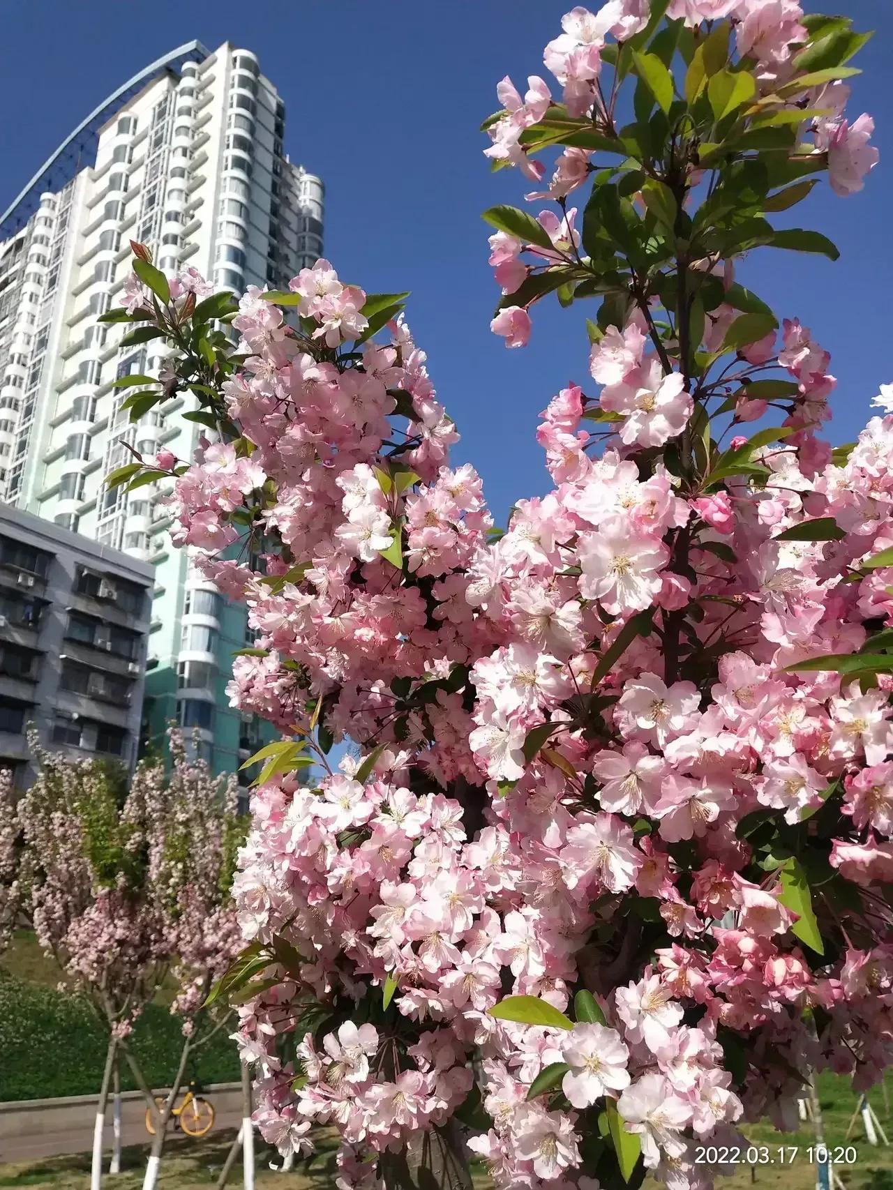樱花绽放的日子

当四季钟的钟摆
定在春的节点上
和煦温暖的春风吹过
梅花
迎春