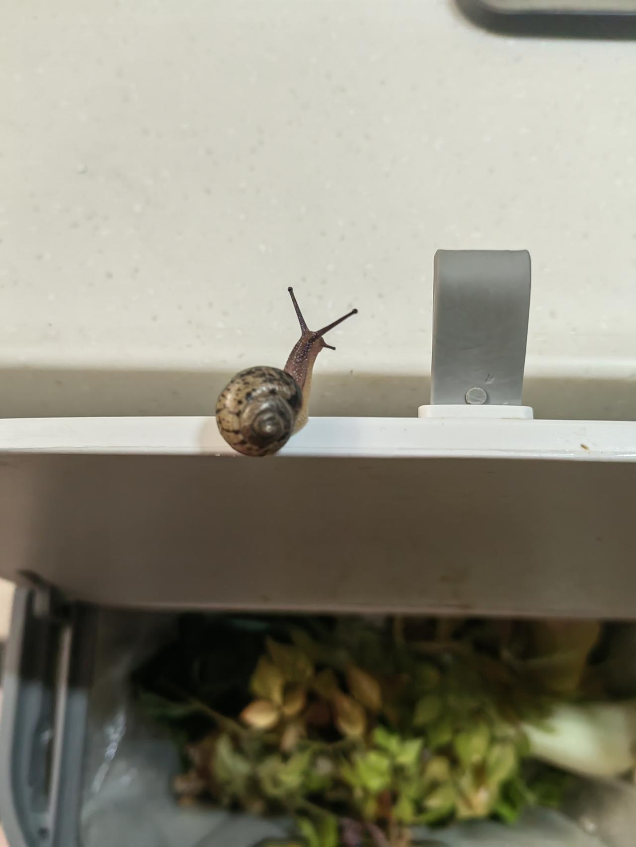 站的角度不同，看法就不一样:
在中国文化中，蜗牛象征缓慢、落后；而在西欧，则象征