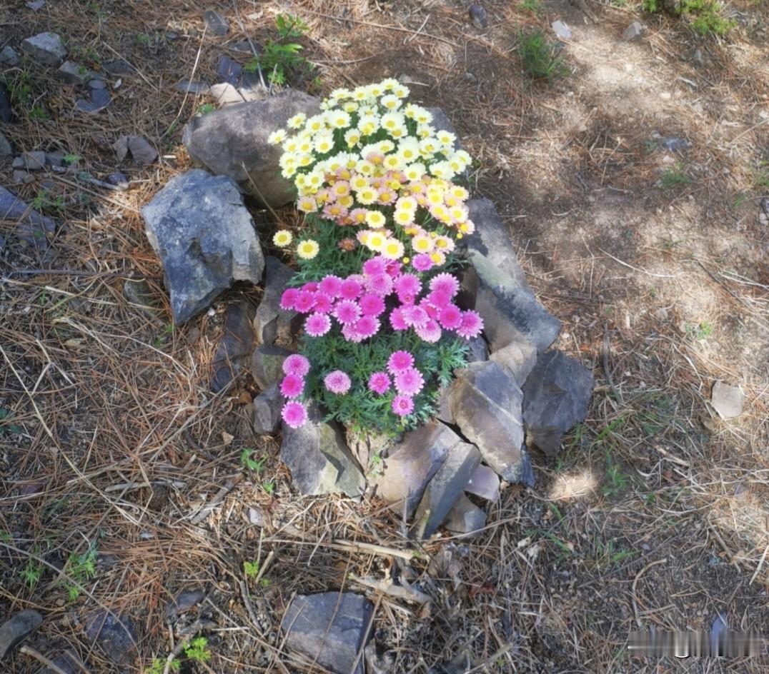 山中的小治愈
