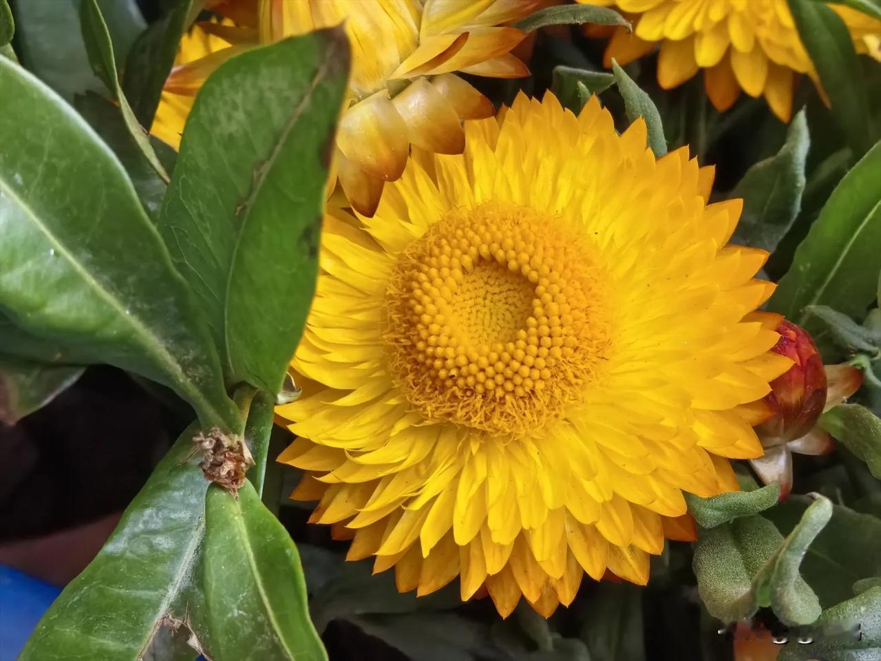 分享今日随手拍的照片街头流动花摊随手拍分享。