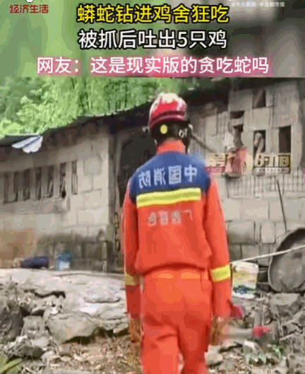 现实版的贪吃蛇！广西，一条重约30斤的国家二级保护动物蟒蛇，因饥饿潜入一农户的鸡