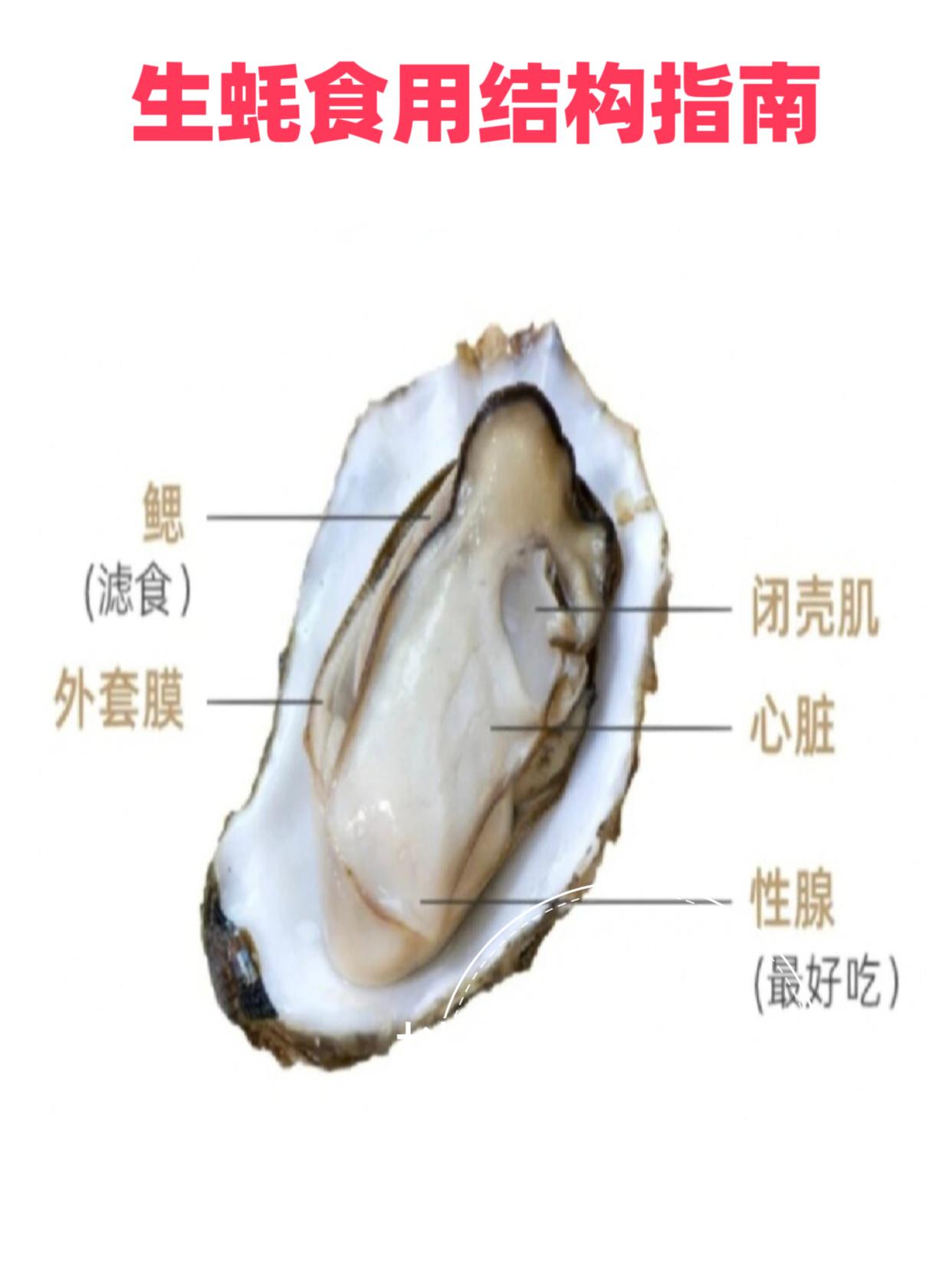 生蚝百科。生蚝结构