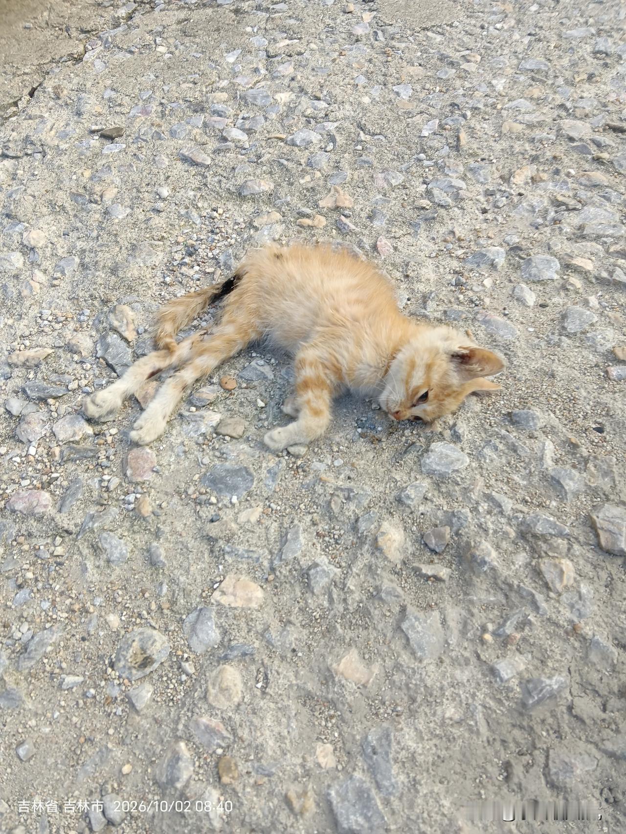 这么小的流浪猫就死了
今天上午在小区楼下看到了一只死去的小猫，很漂亮的橘黄色的小