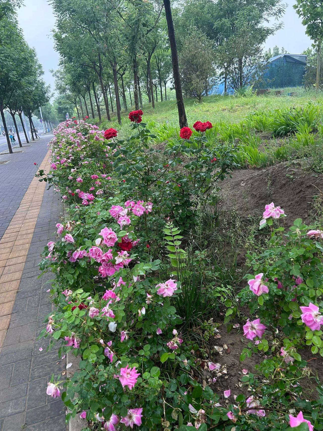 雨雨雨