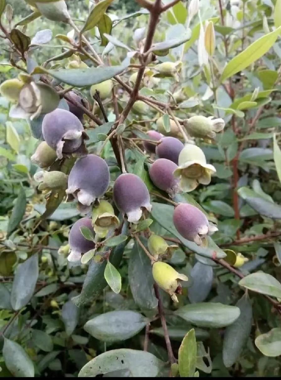 认得这种野果子吗？对于我们这一代人来说，是小时候的最爱！相信很多人也有过痛苦的回