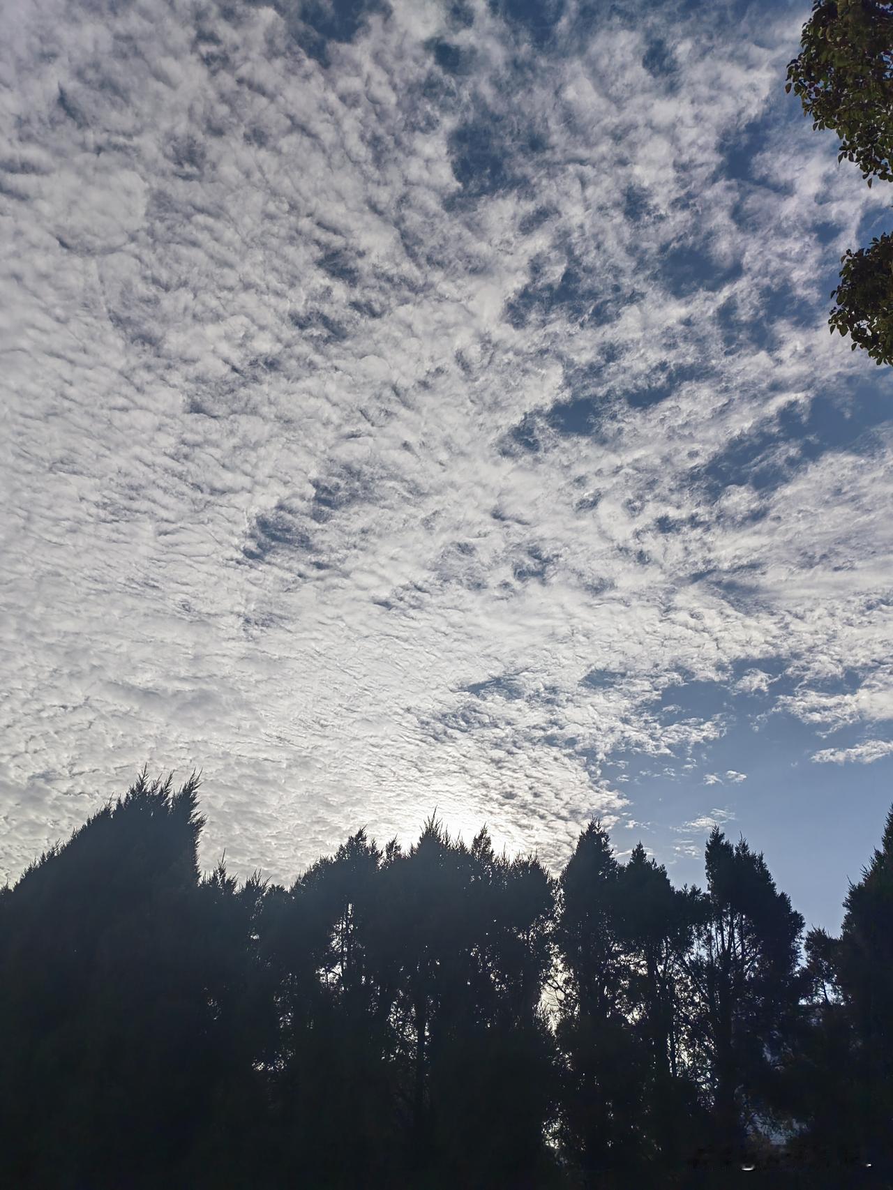 今天下午拍的，云海翻腾，树影婆娑，大自然的宁静之美。