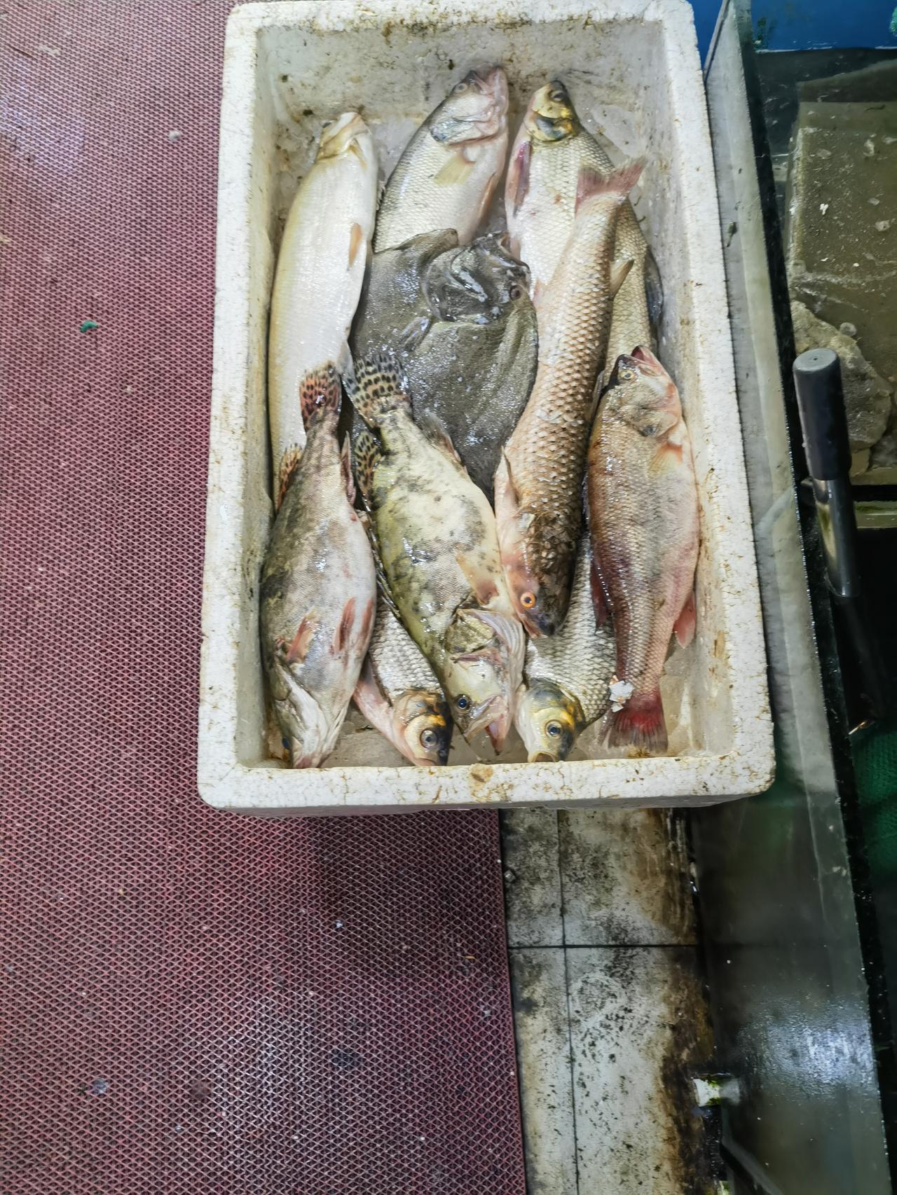 每天去门口小店里买鱼、买鸡，都能看到地上放着一大堆各式各样的死鱼，问老板:这些死