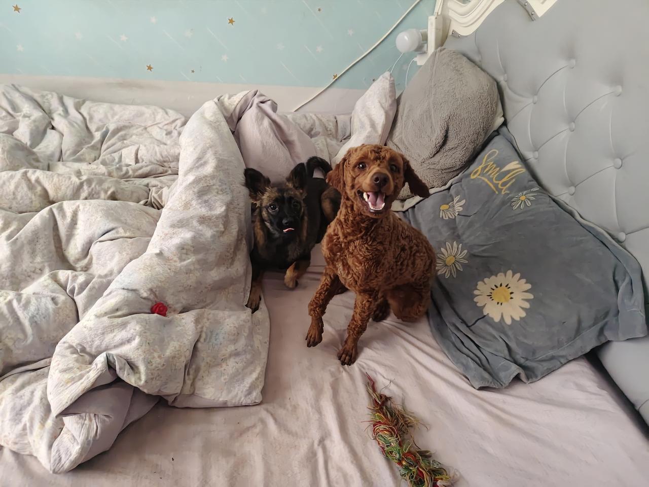 我家两狗子小七和豆豆，一个社牛，一个社恐。
小七出去很省心，总是不离左右，一喊就