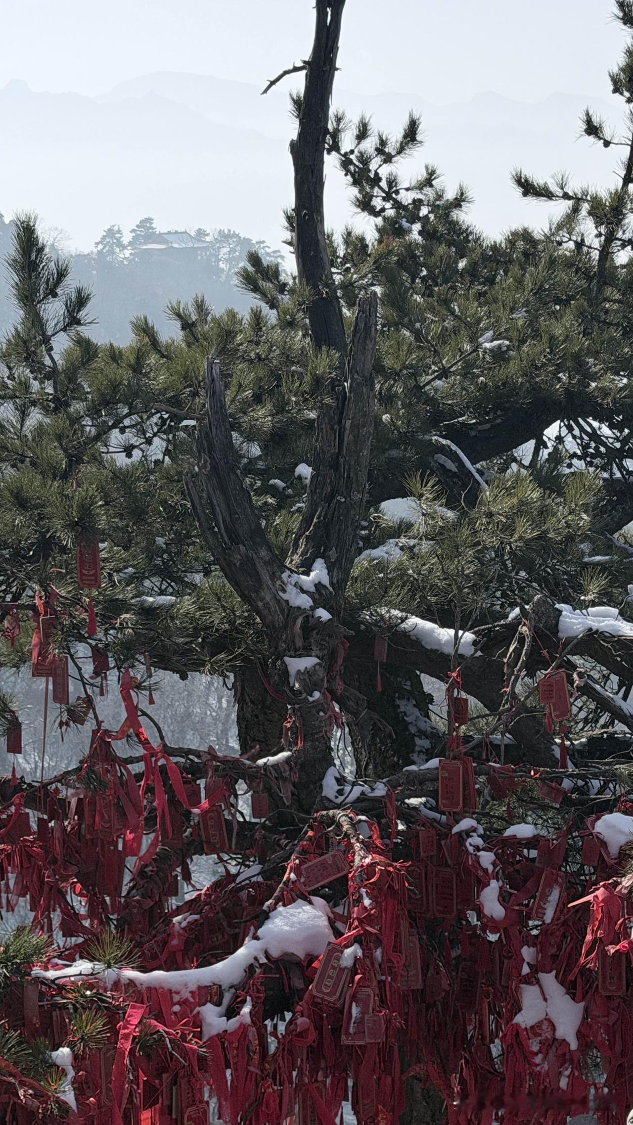 雪粒落在华山古松的枝桠上，与满树的红绸、祈福牌缠成一团。红的热烈，白的清冽，在苍