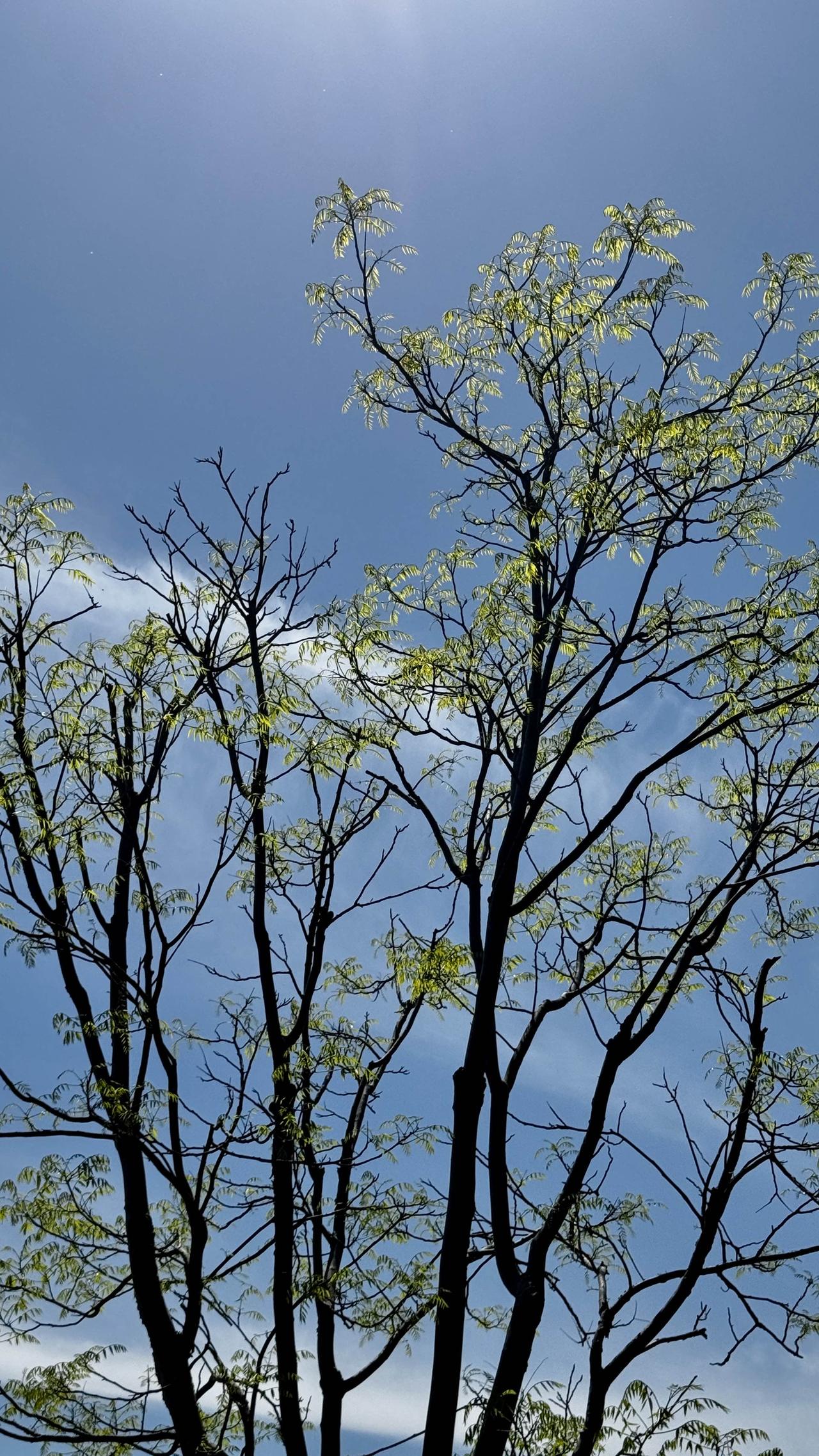 今日赴太湖边赏樱，却来迟一步，樱花已然凋谢。无意间发现，蓝天映衬下枝头新抽的嫩叶