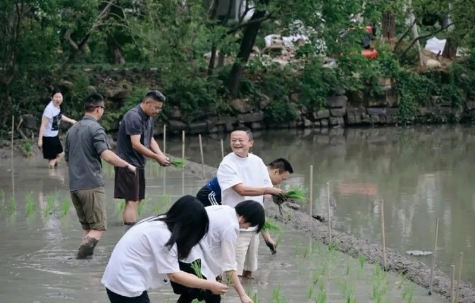 醉翁之意不在酒，马云插秧之意在于AI？

手里有秧，才能确保未来有粮。阿里要追求