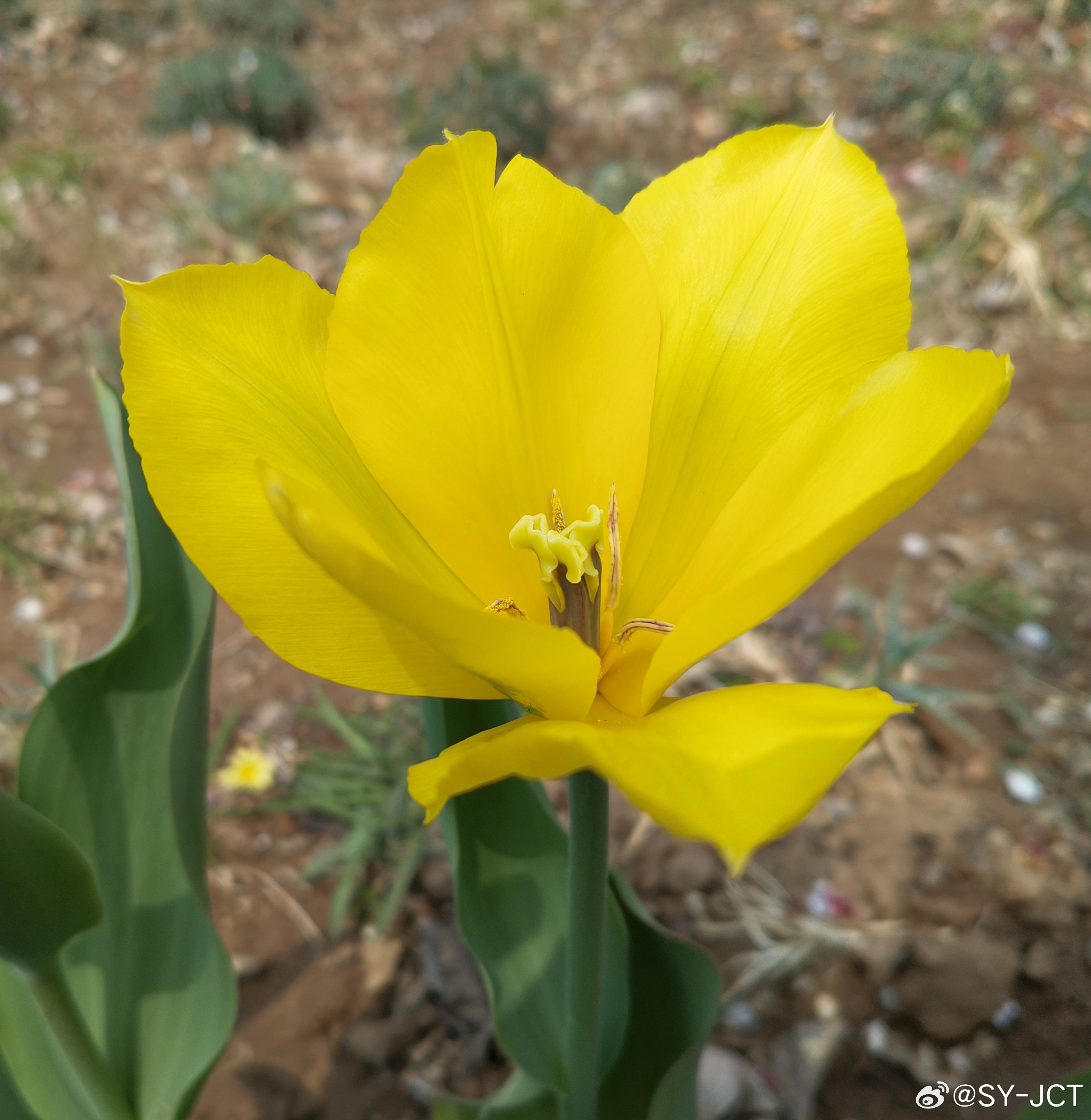 路边随拍，美丽尽在眼前