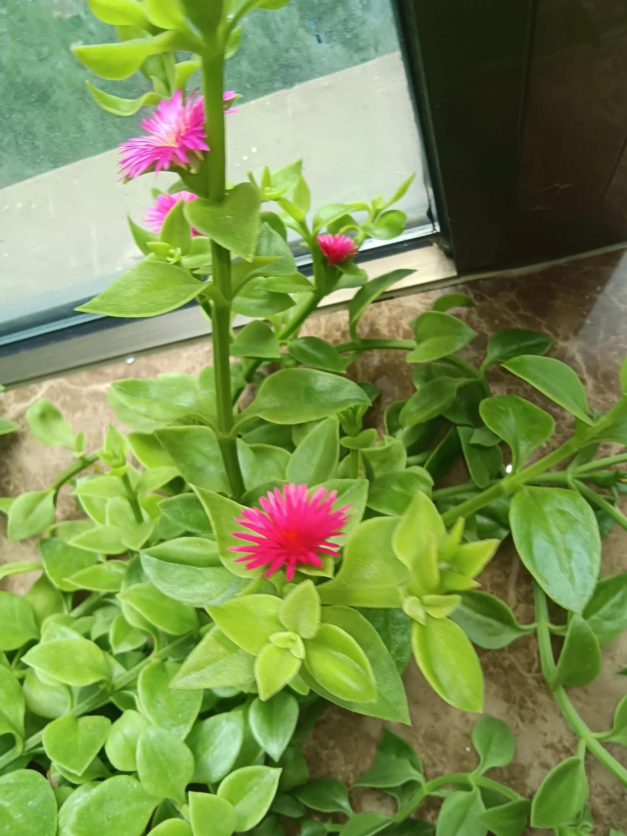 #分享漂亮的花花草#